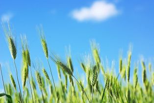 RNAi w roślinach genetycznie modyfikowanych: nowe podejście, nowe wyzwania