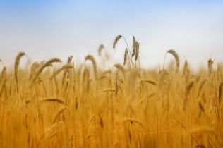 Arabinoksylany w ziarnach pszenicy – właściwości, wpływ na jakość wypieku